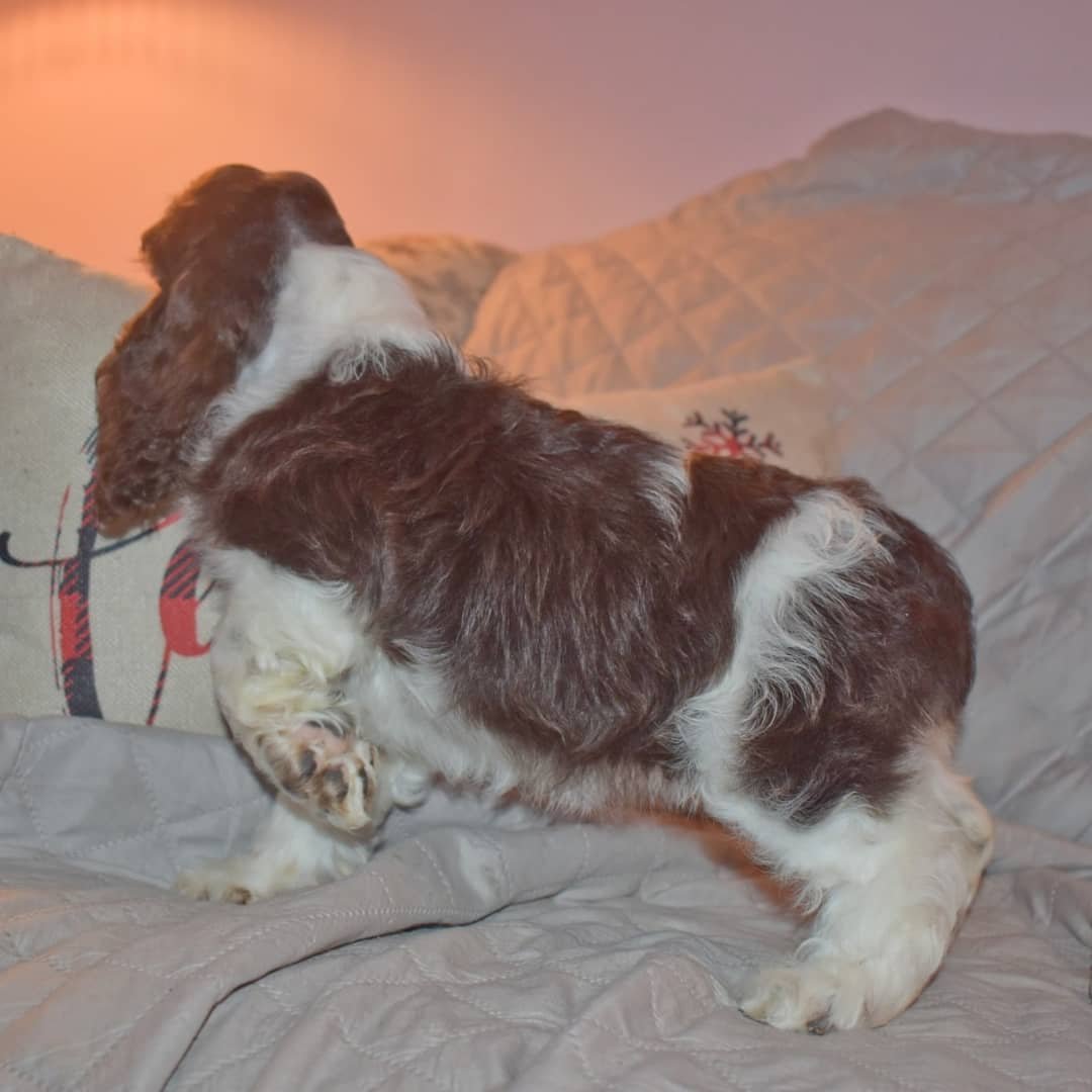 Rash (Male) - Image 2