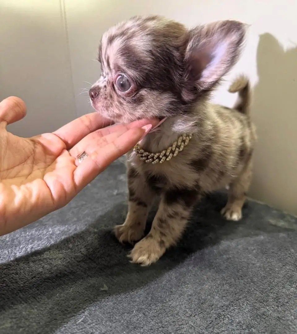 Female (Yaga) - Image 2