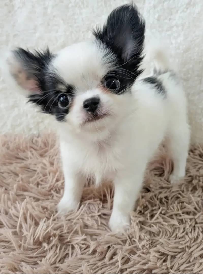 Male (RANI) - Image 2